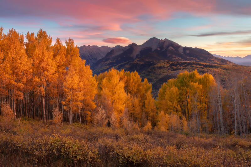 Pink clouds in the sky over a mountain that sits behind a row of bright yellow aspen trees in the fall.
