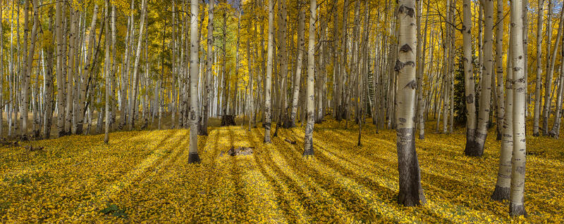 Autumn Sanctuary print
