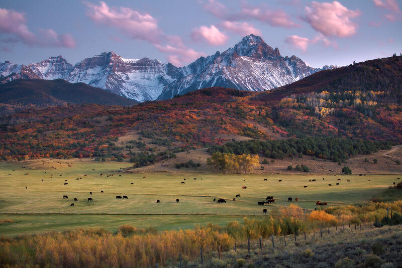 Mountain range dusted in snow stands behind a hillside of fall colors and a pasture of cows grazing.