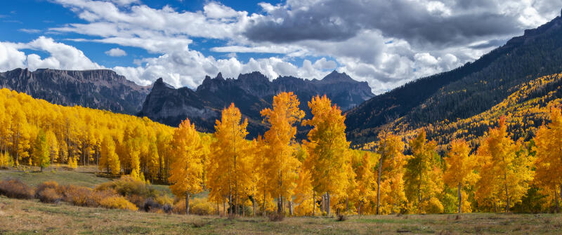 Bright yellow aspen trees stand in front of a ridge of mountains.