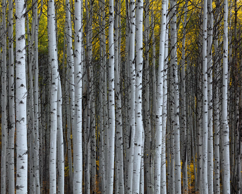 Many tall, thin aspen tree trunks are pictured standing close together with white trunks and a hint of yellow leaves at the top.