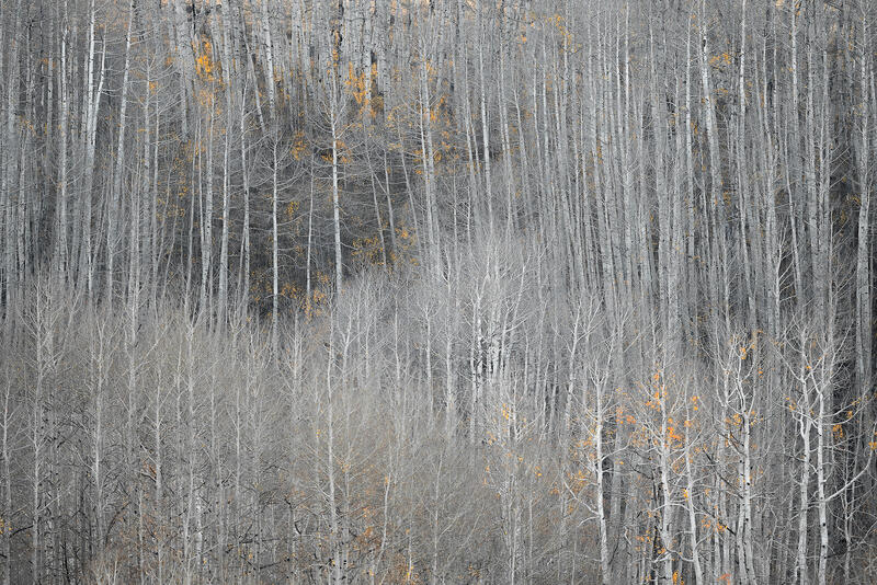 Networking Aspens