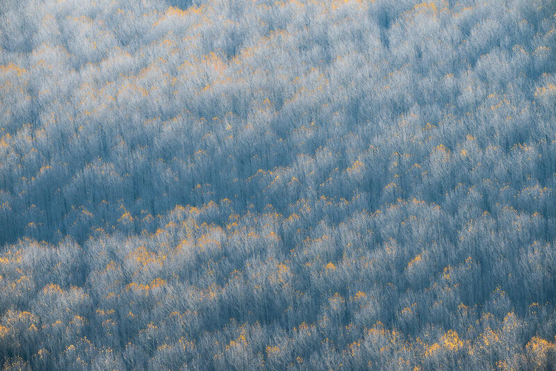 Hillside of Aspens