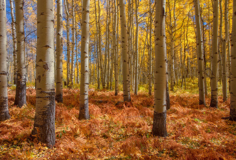 Red ferns are on the floor of this aspen forest with yellow leaves and white tree trunks.