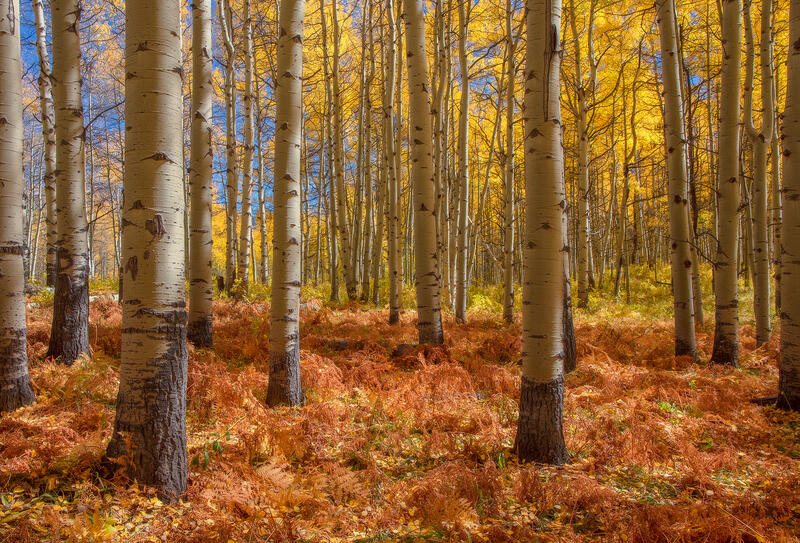 Rustic Forest print
