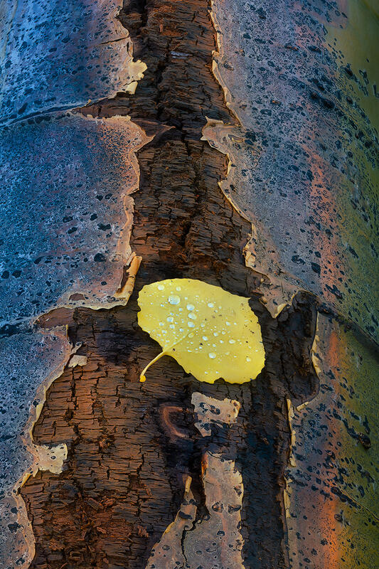 A yellow aspen leaf rests in a split crack in a tree trunk laying on the ground.