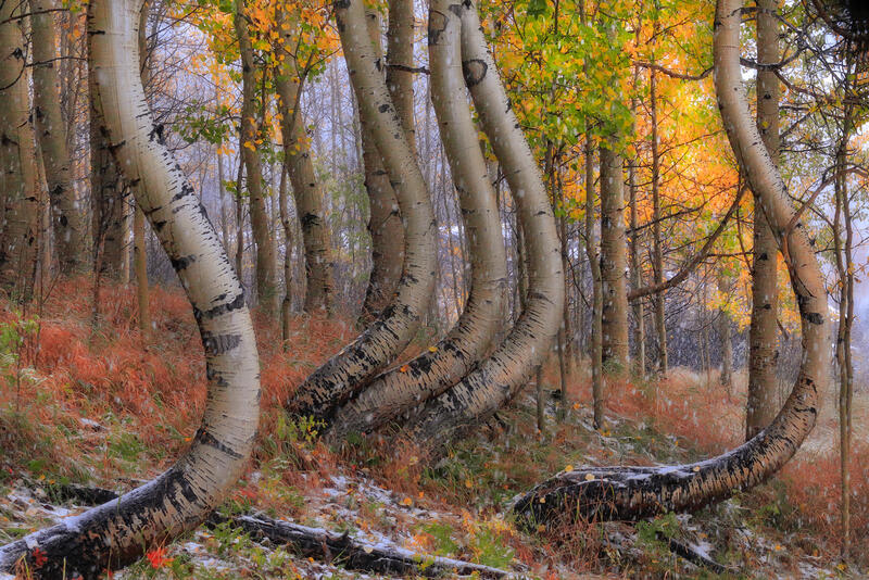 Snow Dancers | Colorado Aspen Tree Photos for Sale print