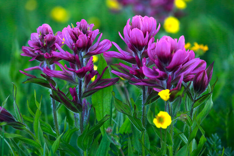 Purple wildflowers are seen up close in a green meadow.