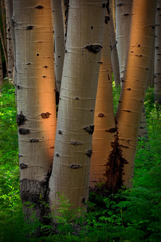 A stand of four aspen trees looks as if they are glowing from light within and the trunks are sticks of light. 