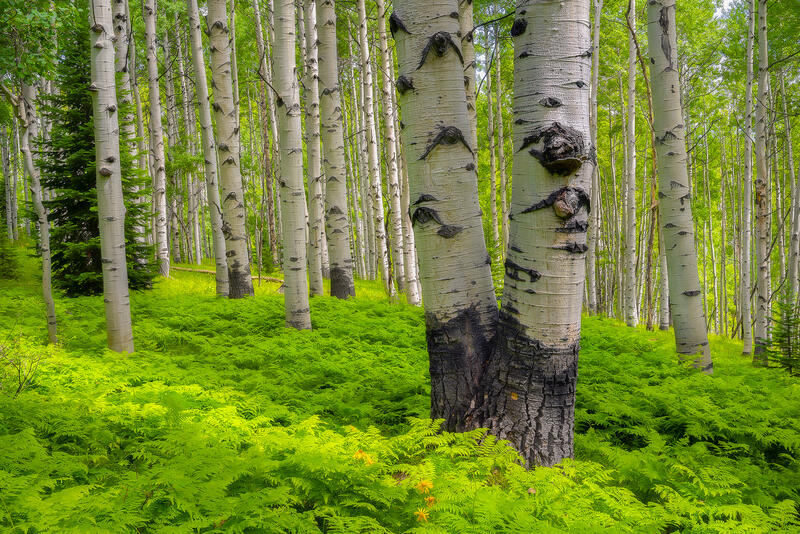 White aspen tree trunks are seen up close as the sun shines in on bright green ferns on the forest floor. 