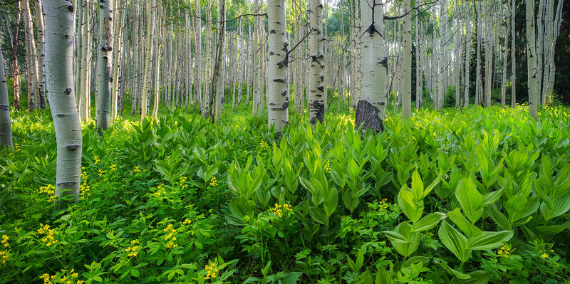 Lush Understory print