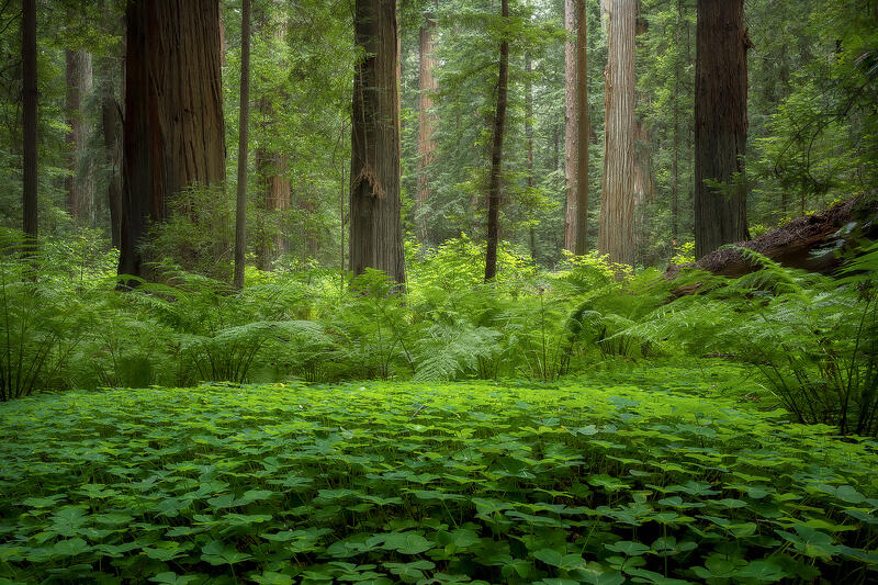 Redwood Forest Images For Sale | Fine Art Landscape & Nature Photography