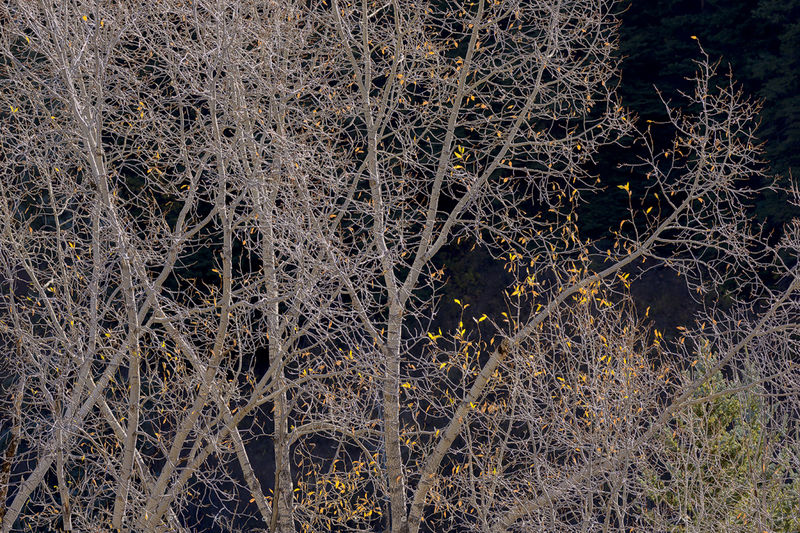 The Cottonwood Network print