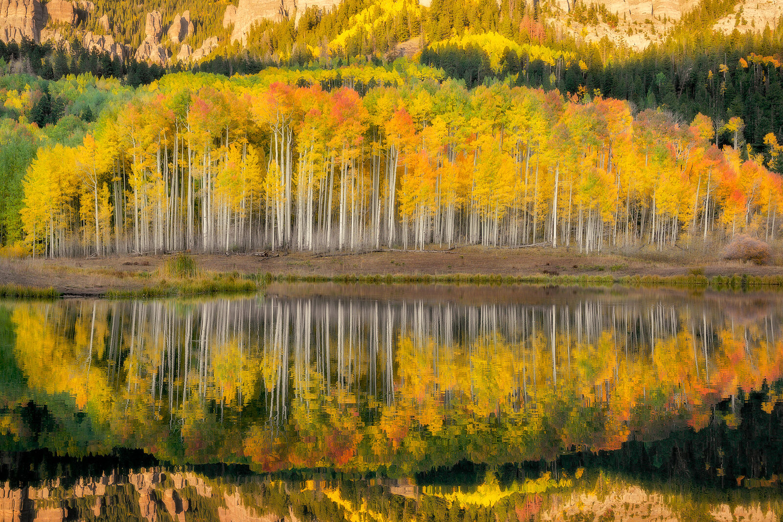 Reflections | Colorado Aspen Tree Photos For Sale White aspen tree trunks loaded with yellow, orange and a few green leaves on top are perfectly reflected on the still-as-glass water.