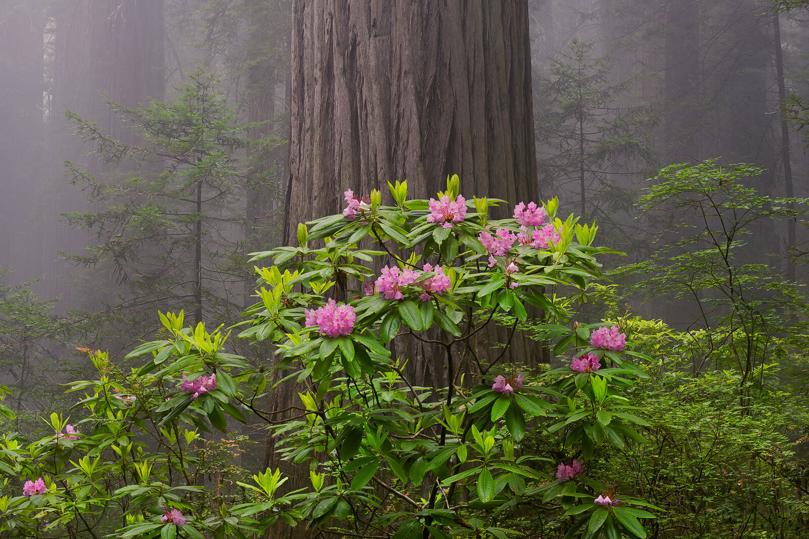 Very large redwood tree trunk is centered with pink rhododendron flowers in front and a foggy forest background. 