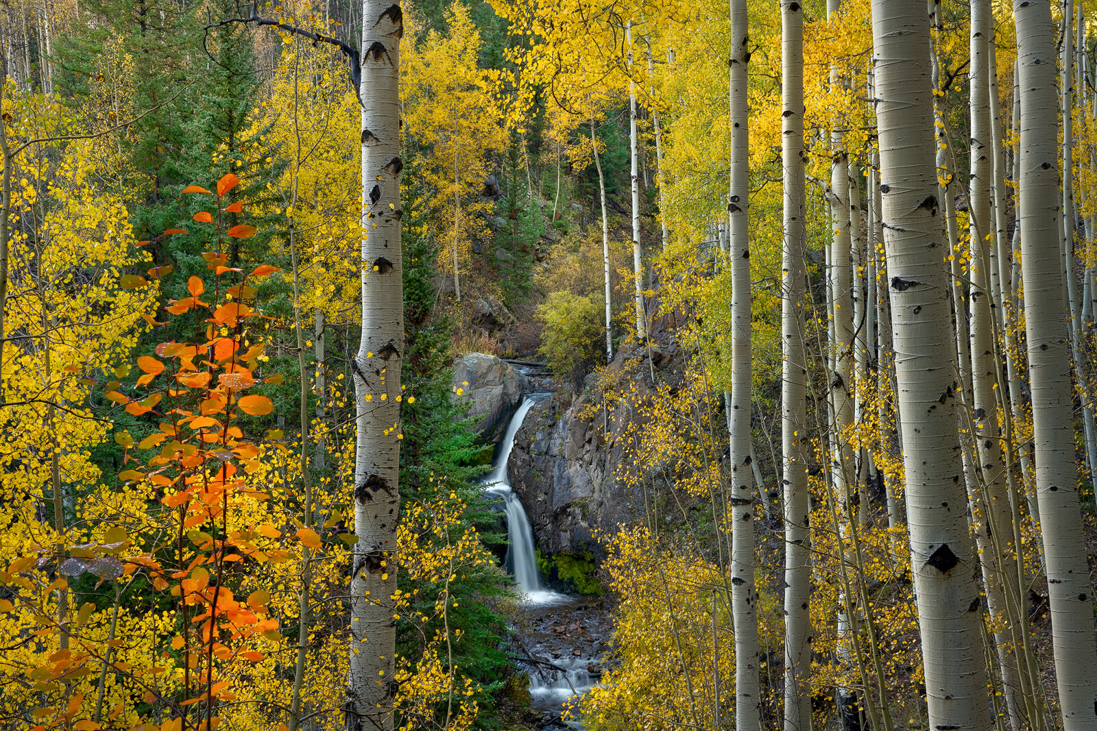 Autumn Whisper A secluded waterfall emerges between white aspen trunks and brilliant golden foliage in a Colorado autumn forest.