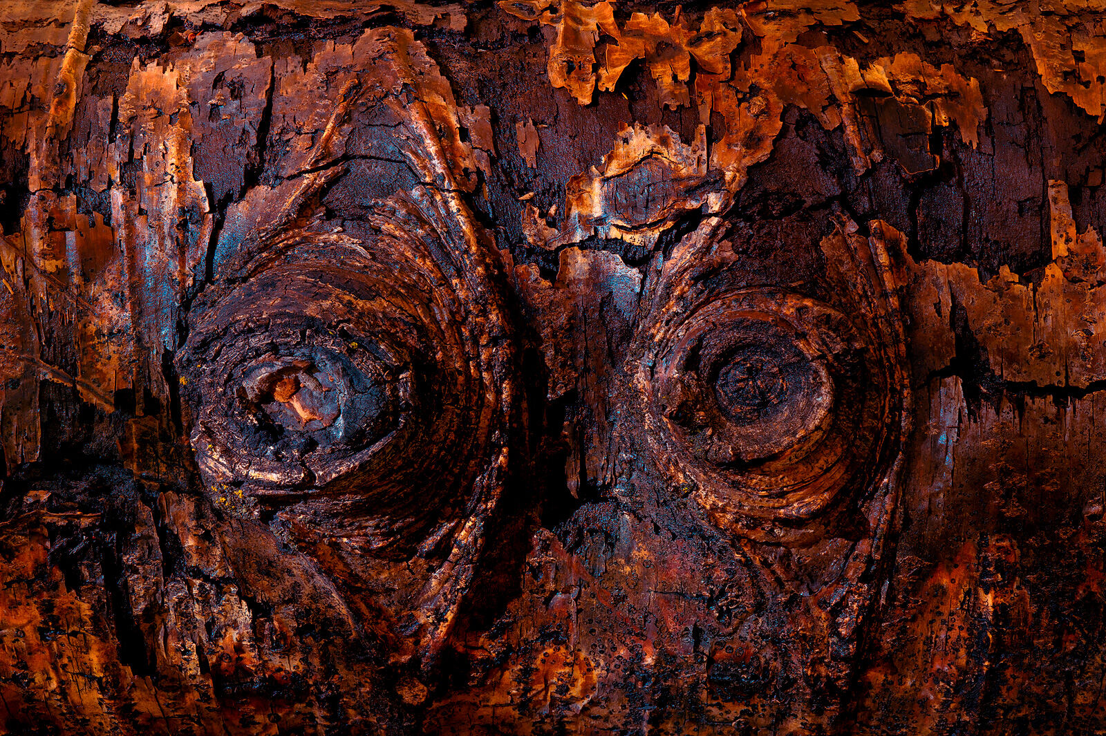 Two knots on a tree trunk with red bark stare back at you like eyes. 
