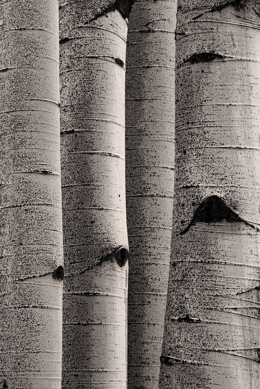 Abstract photo of tightly-packed aspen tree trunks are seen up close with no space between in a portrait orientation.