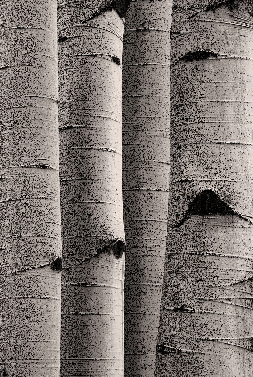 Silver Siblings | Aspen Tree Photography Gallery Abstract photo of tightly-packed aspen tree trunks are seen up close with no space between in a portrait orientation.