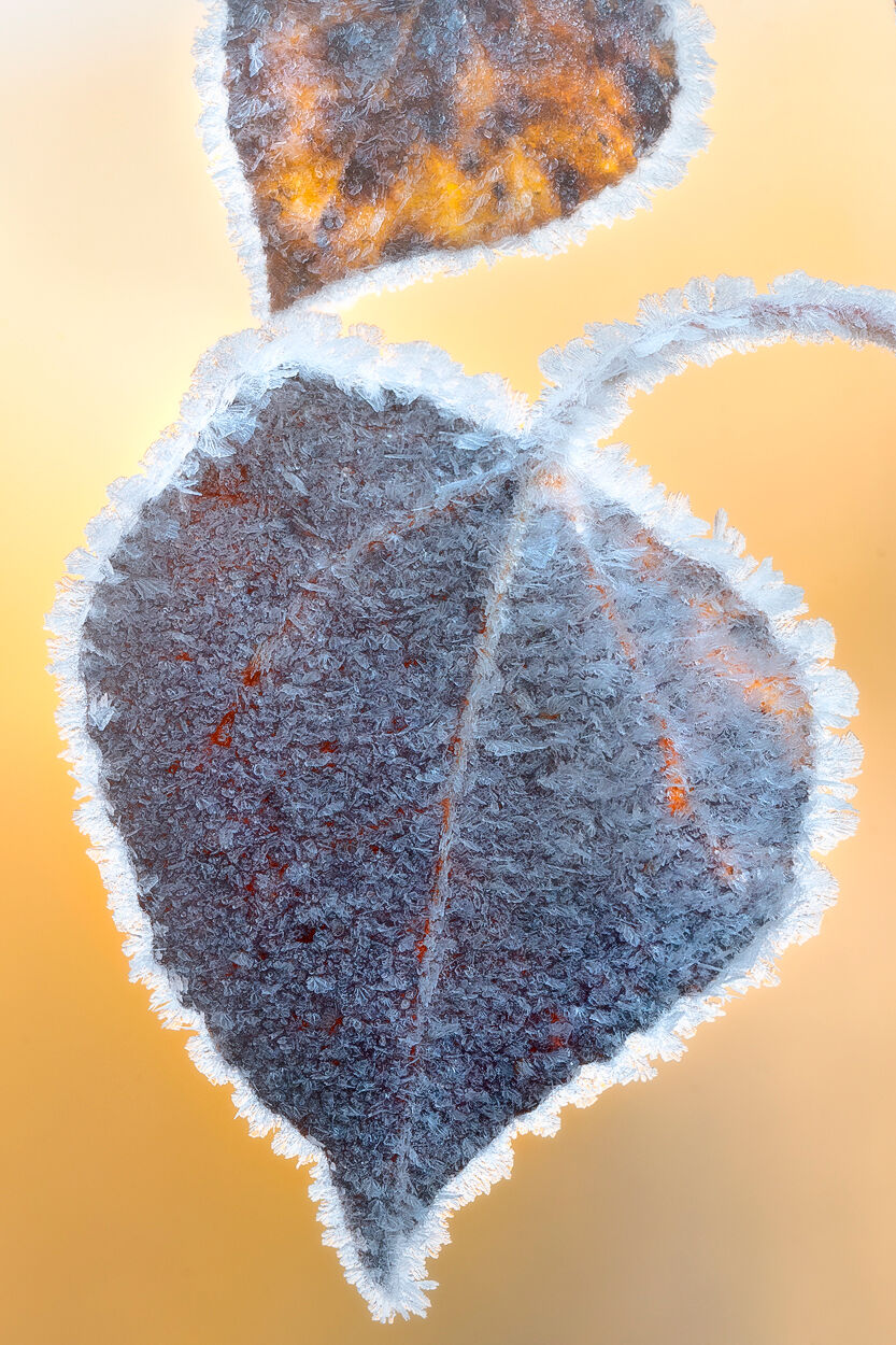 Two yellow and rust-colored aspen leaves are seen up close covered with and connected by frost with a blurred yellow background.