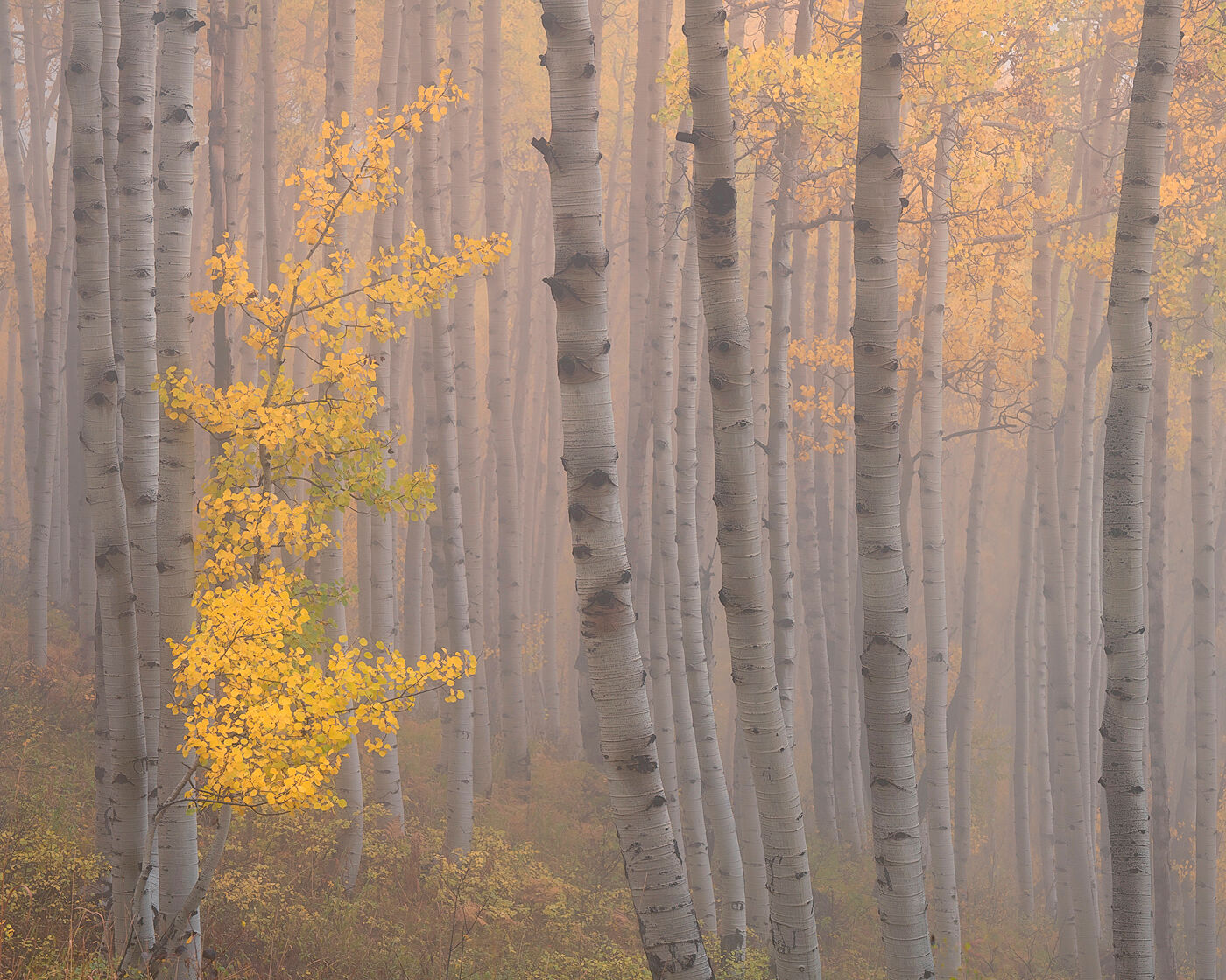 Morning fog allows this peak color aspen sapling to stand out among its older siblings.