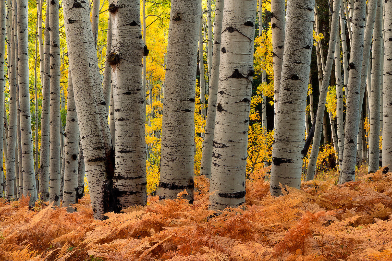 Red ferns cover the floor in the aspen forest with white aspen tree trunks seen up close and yellow-leaved branches in the background. 