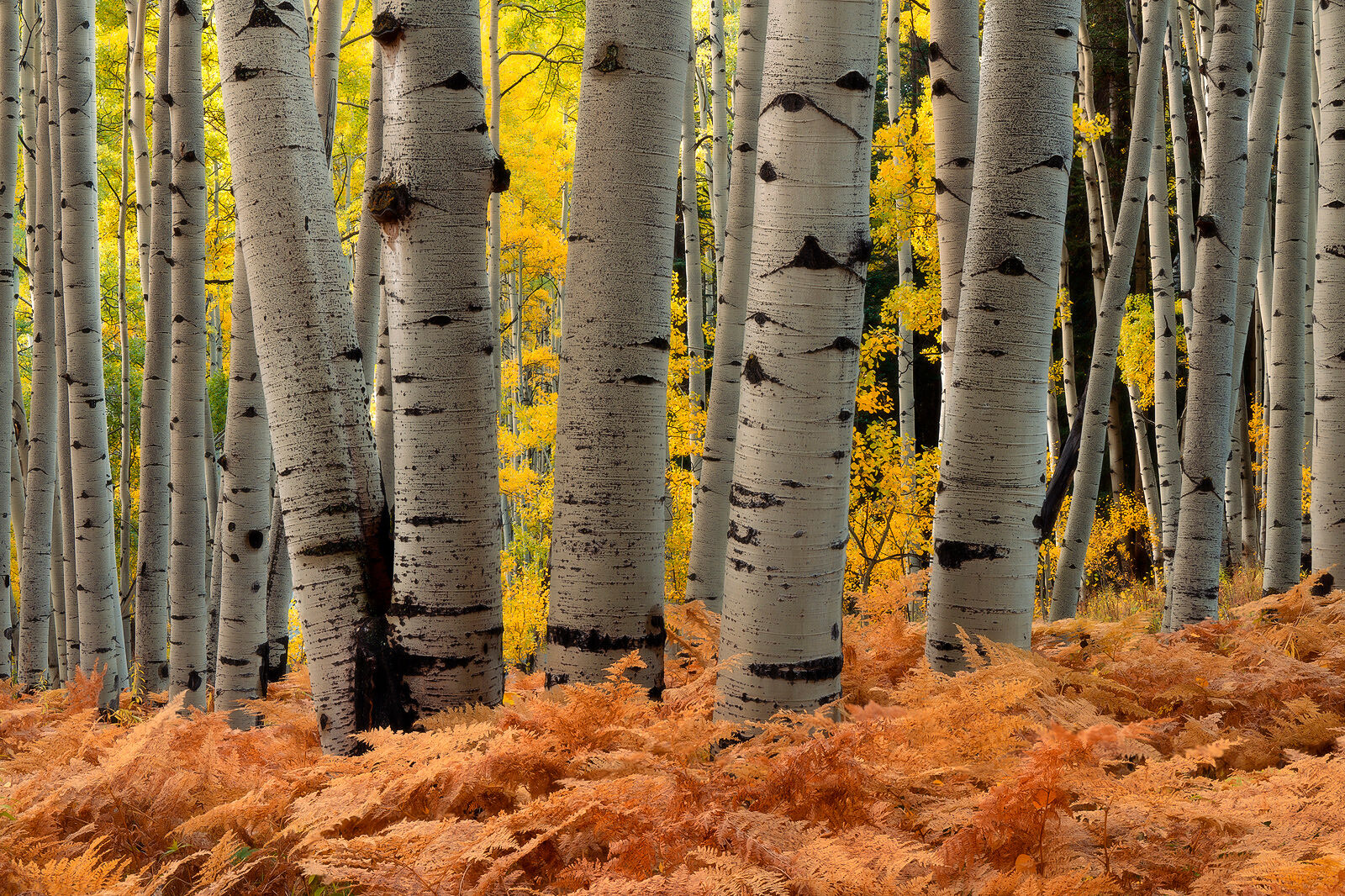 Where the Red Ferns Grow Red ferns cover the floor in the aspen forest with white aspen tree trunks seen up close and yellow-leaved branches in the background.