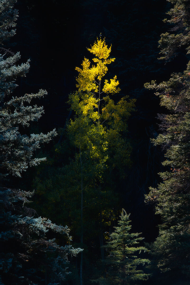 A single aspen tree catches the only sunlight as it stands between two spruce trees.