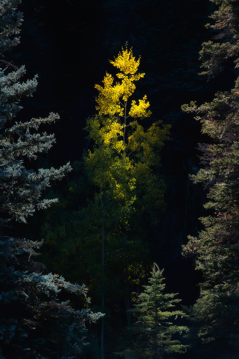 Chosen One A single aspen tree catches the only sunlight as it stands between two spruce trees.