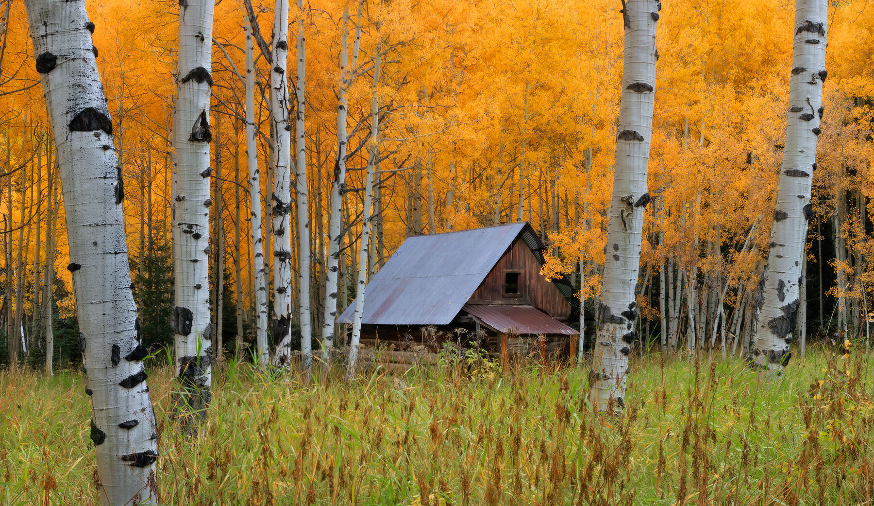 Old log cabin in the aspen forest with tall green meadow grasses and golden yellow leaves on the trees.
