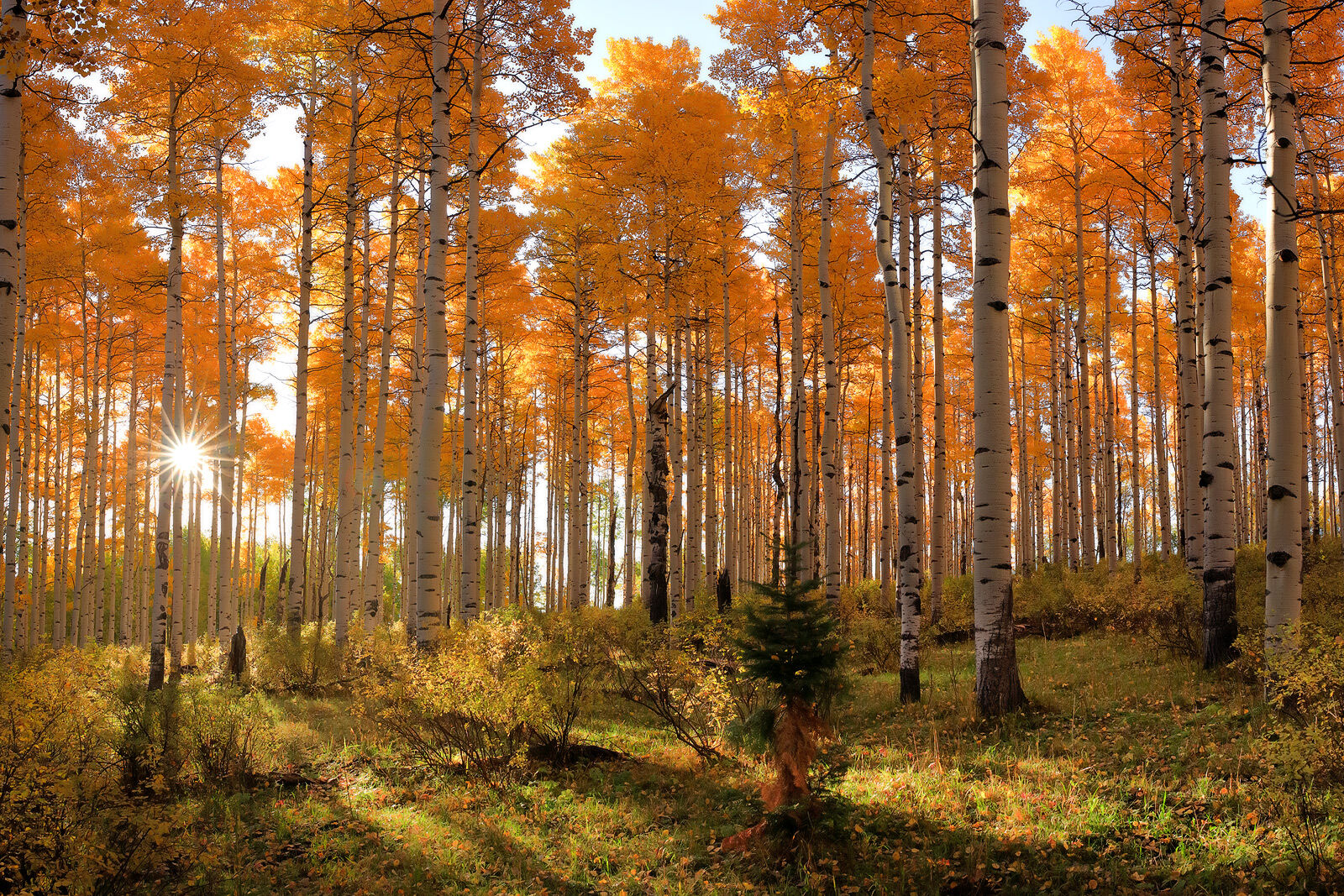 Aspen trees with orange and yellow leaves stand tall with a sunburst shining through the distant trees.