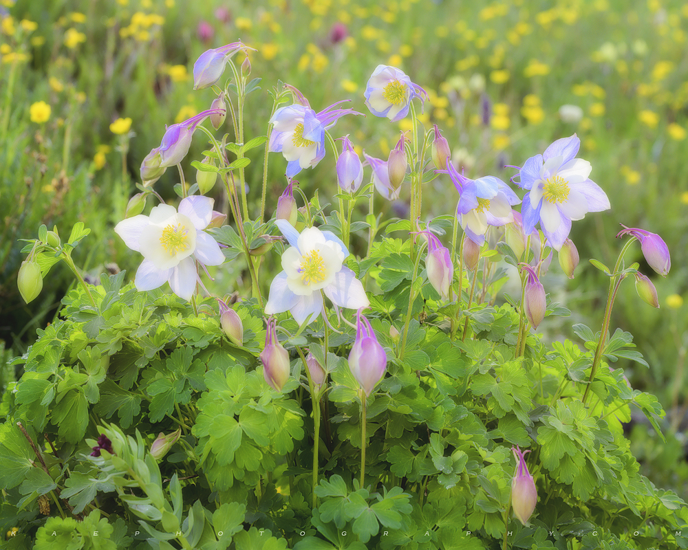Colorado's Crown Jewel Colorados state flower, the Columbine. 