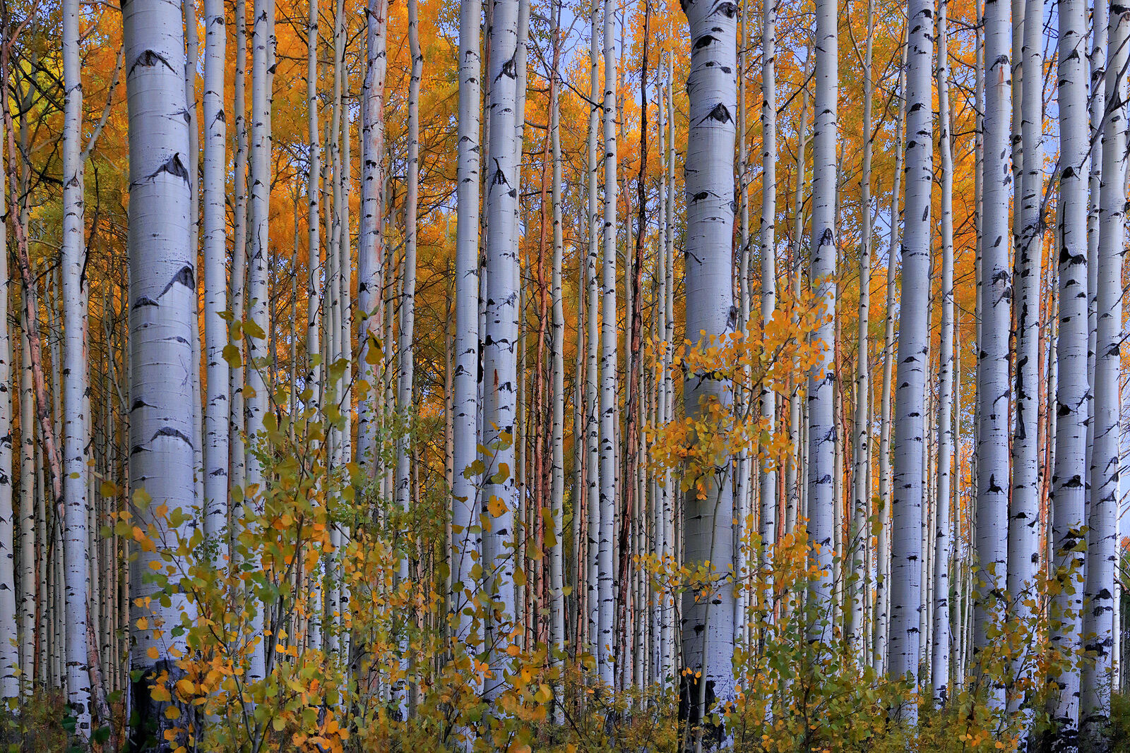 Aspen trees with yellow and green leaves are seen with mostly their trunks showing and are lit by residual light after the sun sets but the sky is still ight.