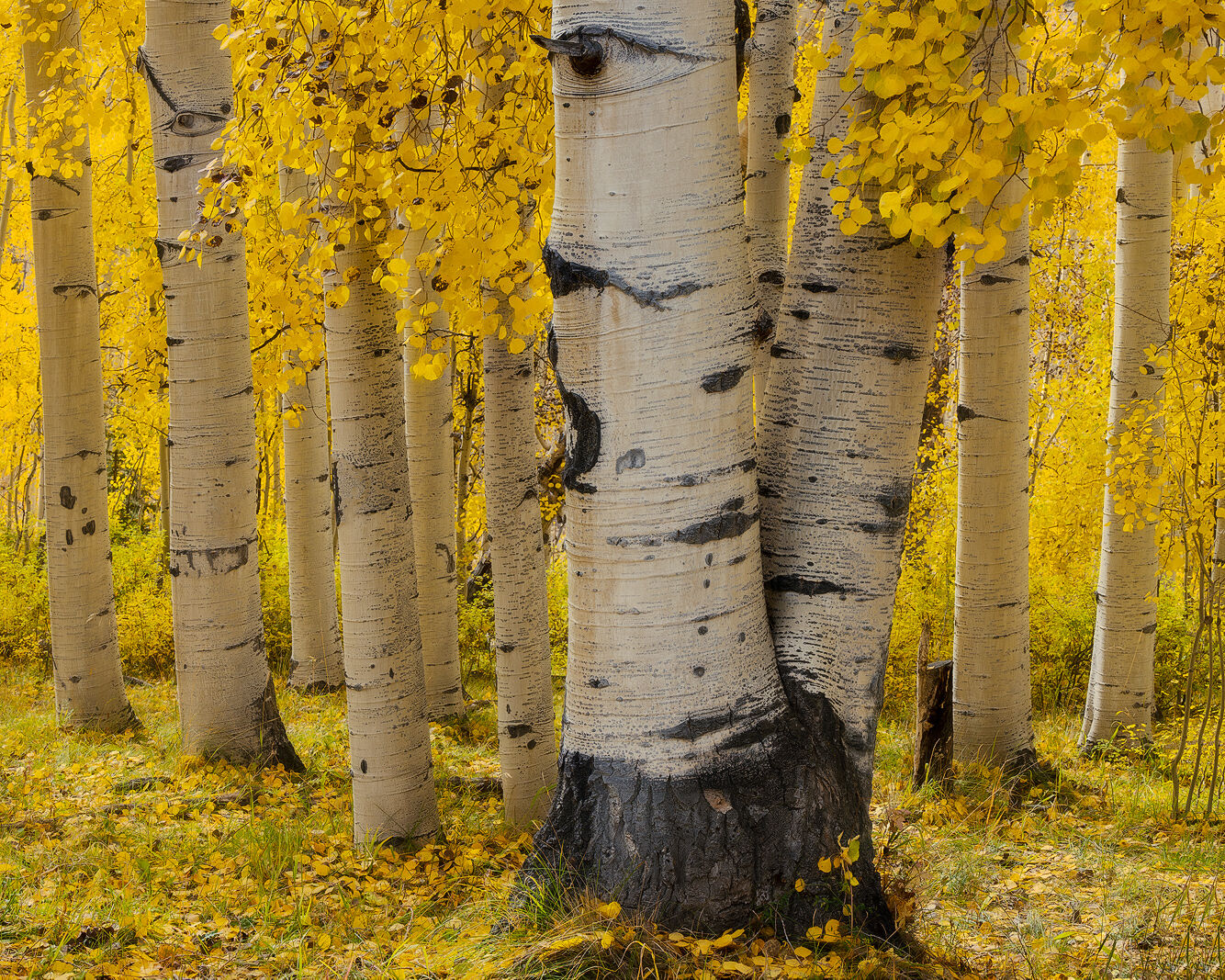 Large, double trunk aspen tree stands in front of smaller aspen trees with yellow leaves surrounding the entire scene.