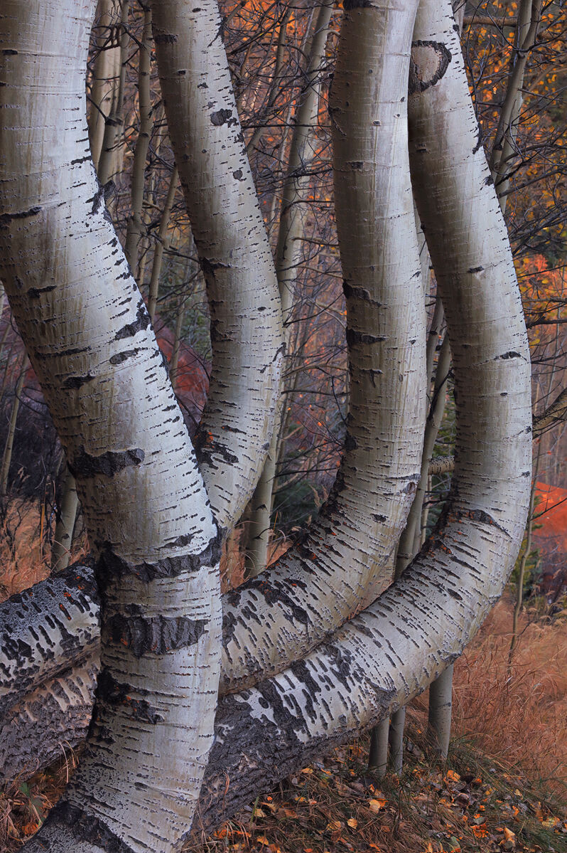 Aspen tree trunks are seen close up with bent, curvy trunks. 