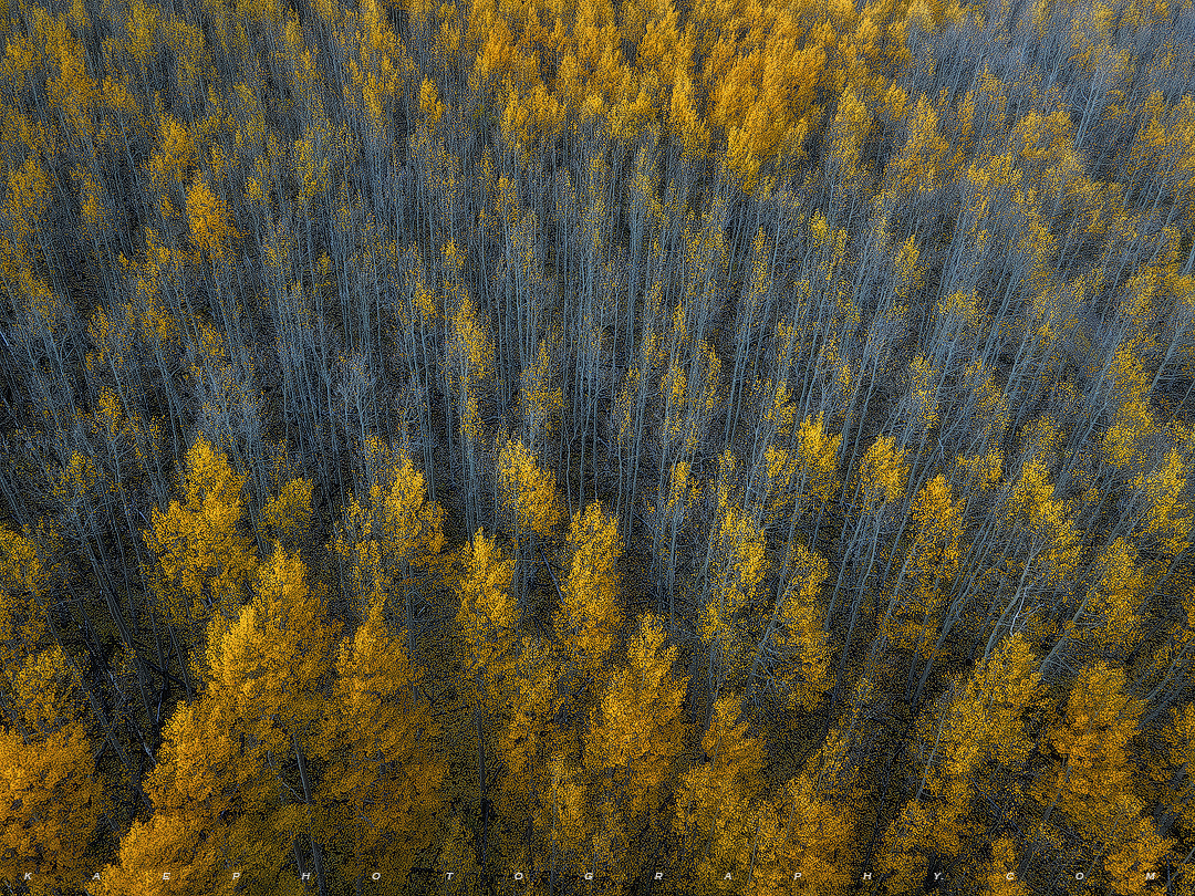 Golden Canopy, Cyan Understory