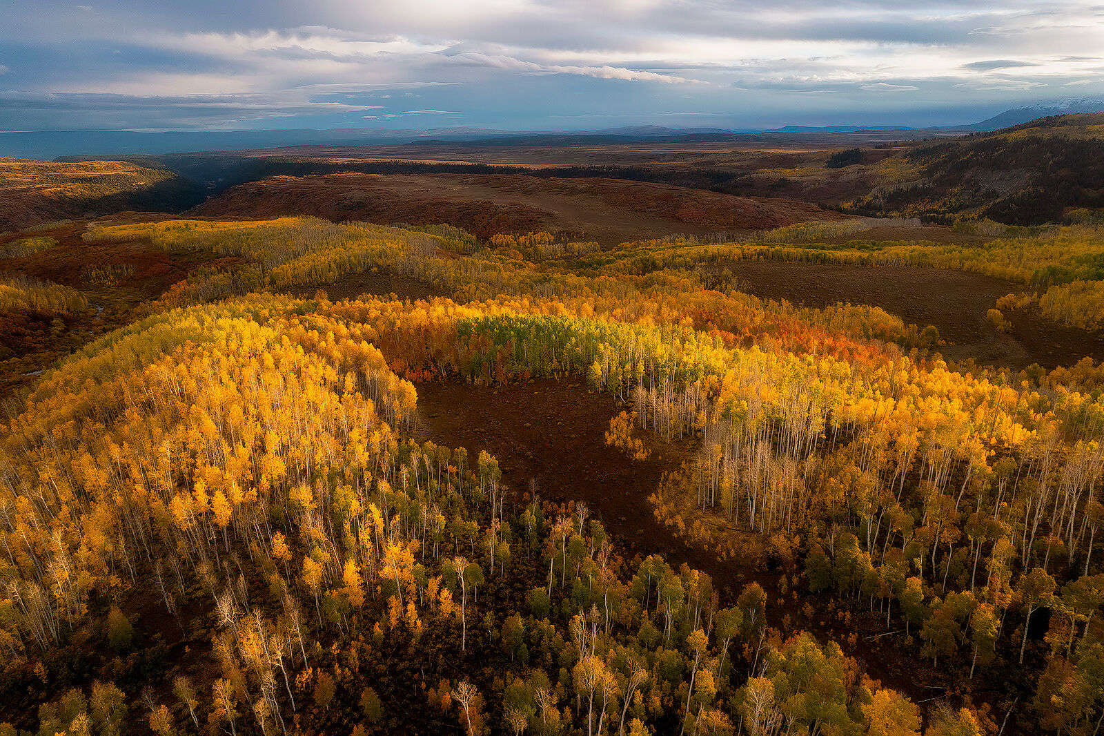 Aerial photography of the sun shining on the vast aspen groves below that sparkle with yellow leaves.