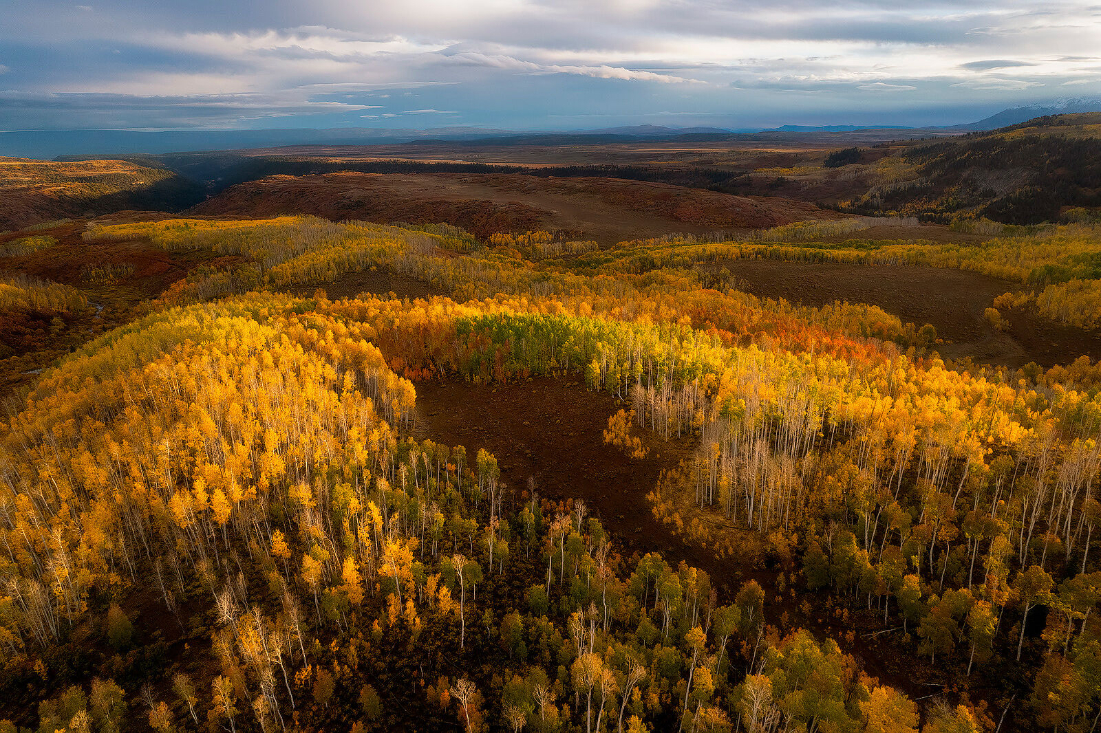 Shapes of Gold Aerial photography of the sun shining on the vast aspen groves below that sparkle with yellow leaves.