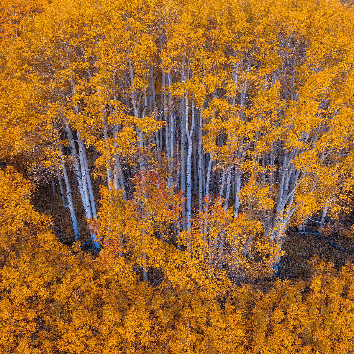 Aerial view of aspen trees showing the golden leaves on top while allowing a view of the white tree trunks and golden leaves on the forest floor.