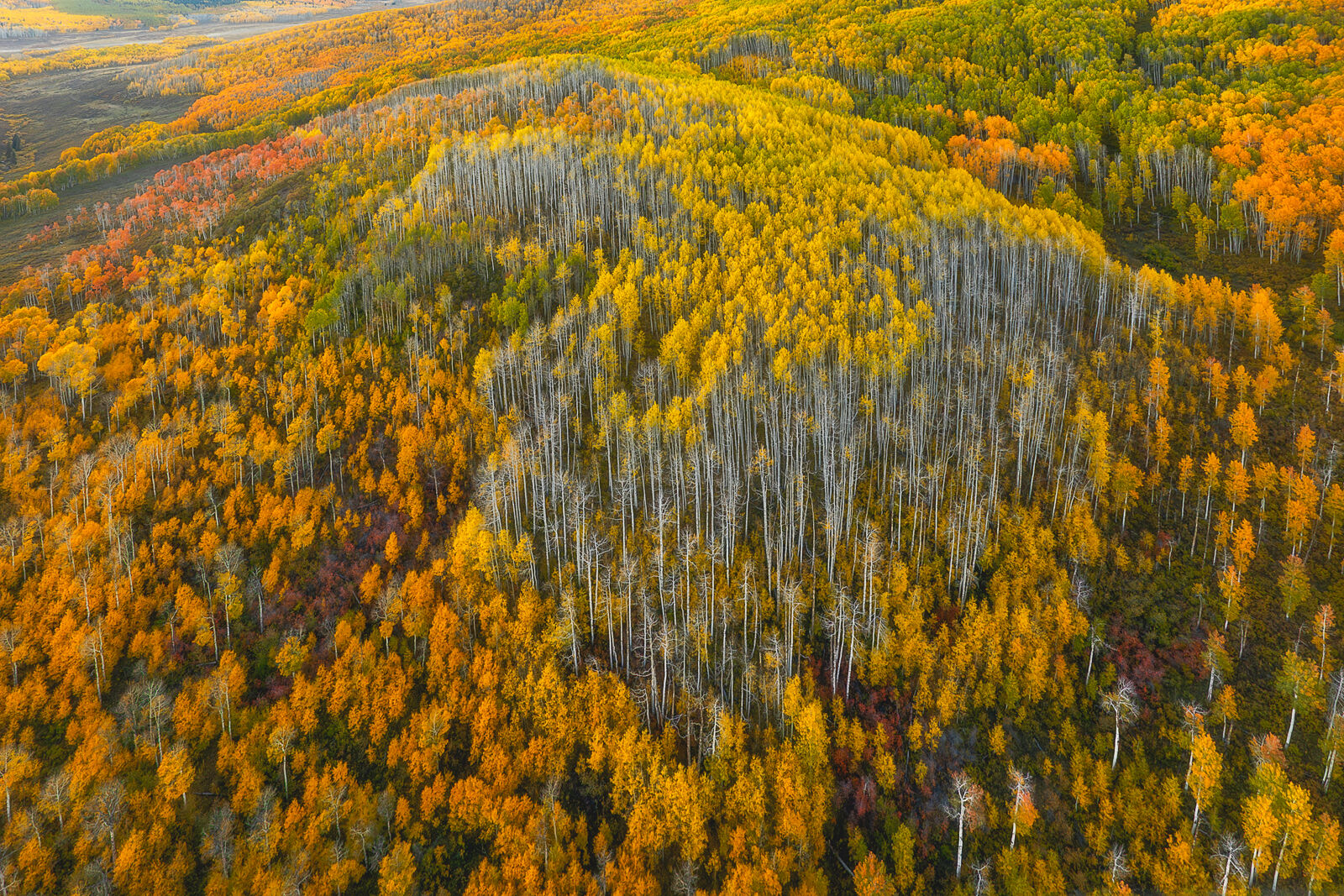 Mosaic Aerial layers of golden Colorado aspens create an intricate tapestry of autumn color and pale trunks.