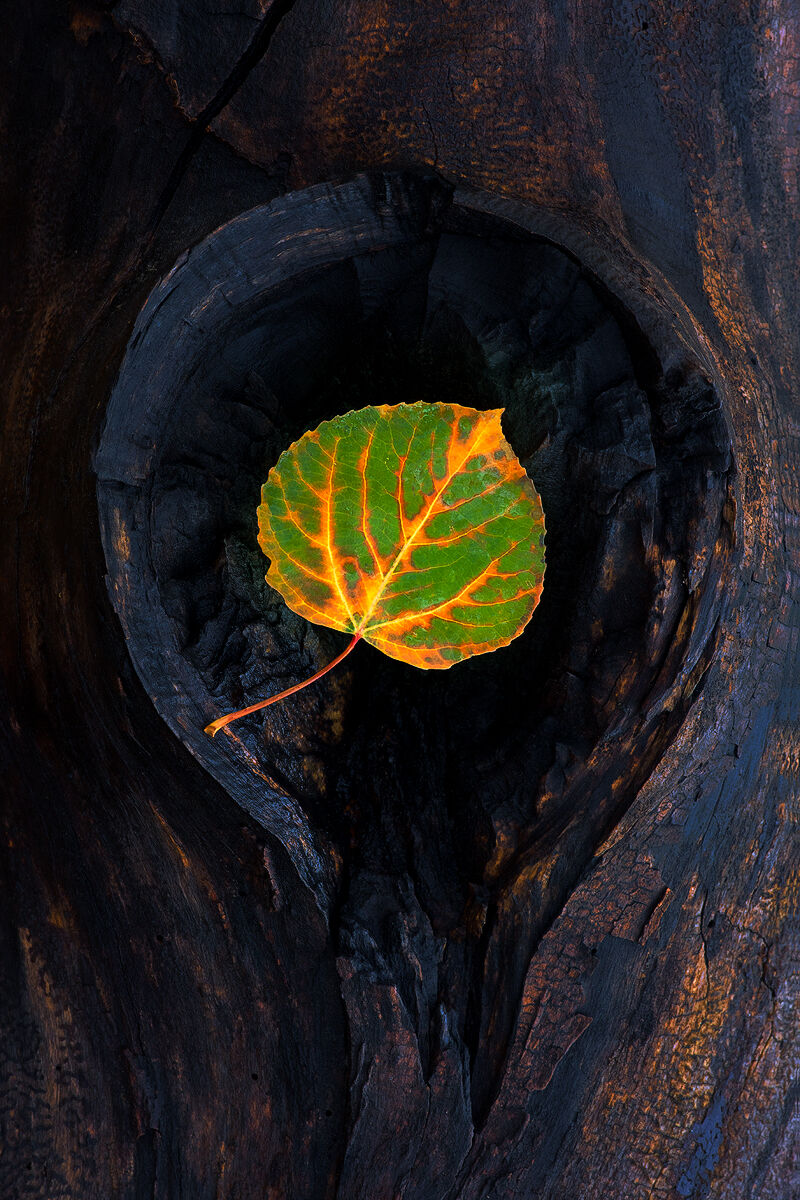 A orange and green aspen leaf sits alone in the knot of a fallen tree that is decaying.