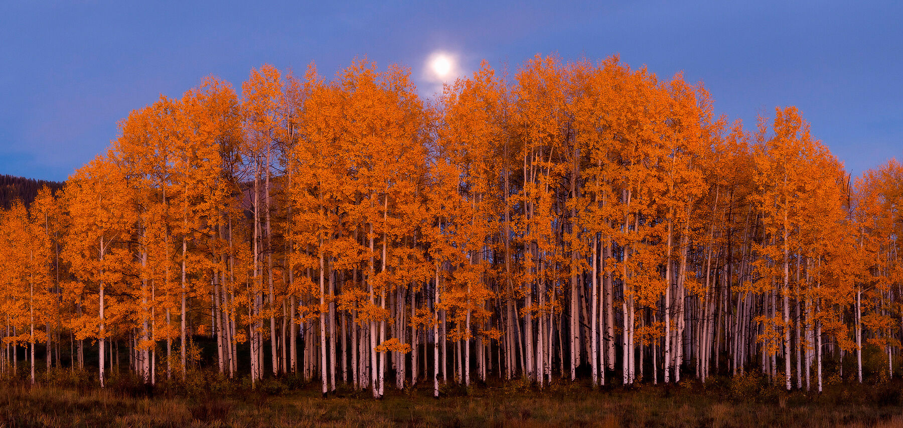 Harvest Moon Moon shines just over the top of an aspen grove shortly after sunset which makes the yellow aspen trees glow.