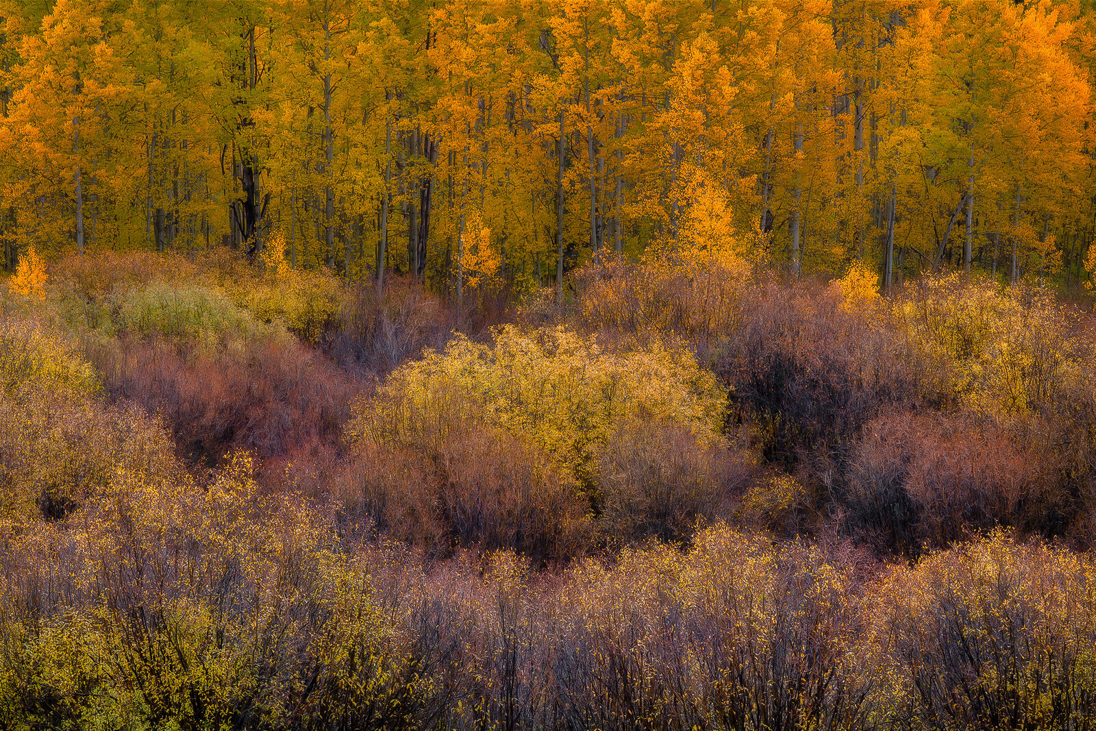 A marshy area with an aspen grove after rain shows deep reds in the brush and vibrant yellow aspen trees in the background.