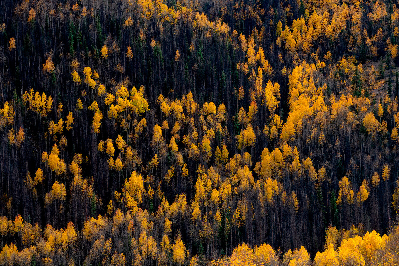 Aerial photo of yellow-leaved aspen trees that appear to flow down the hillside.