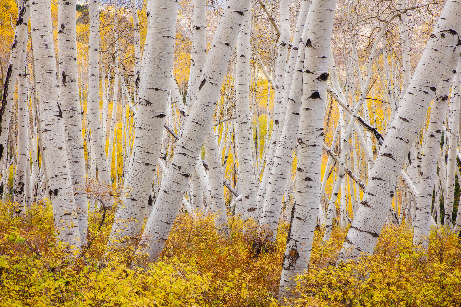 Aspen trees in fall colors of yellow and orange grow in all directions tilting back and forth.