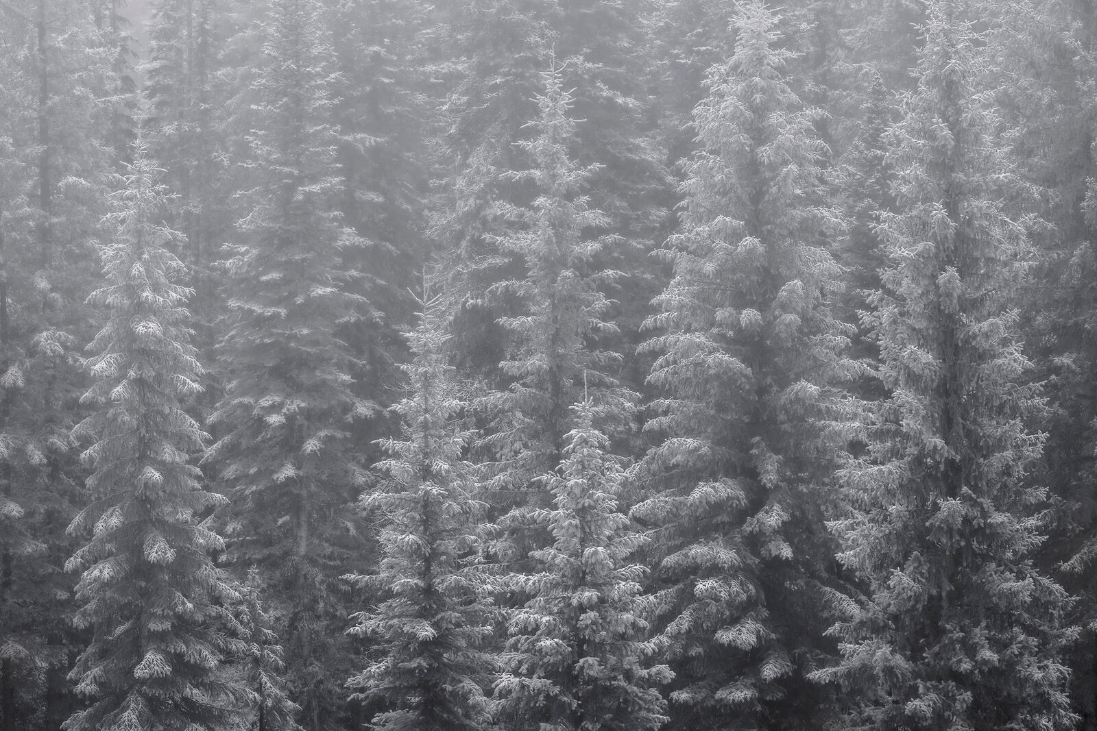 Winter Wonderland | Winter Forest Photos Spruce trees are covered in snow highlighting every detail of the branches and needles with a gentle fog over the scene.