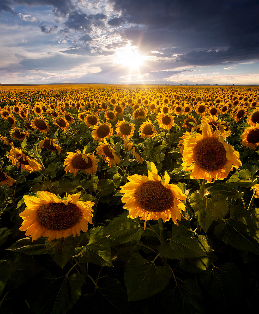 Field of sunflowers with the sun setting in the distance.
