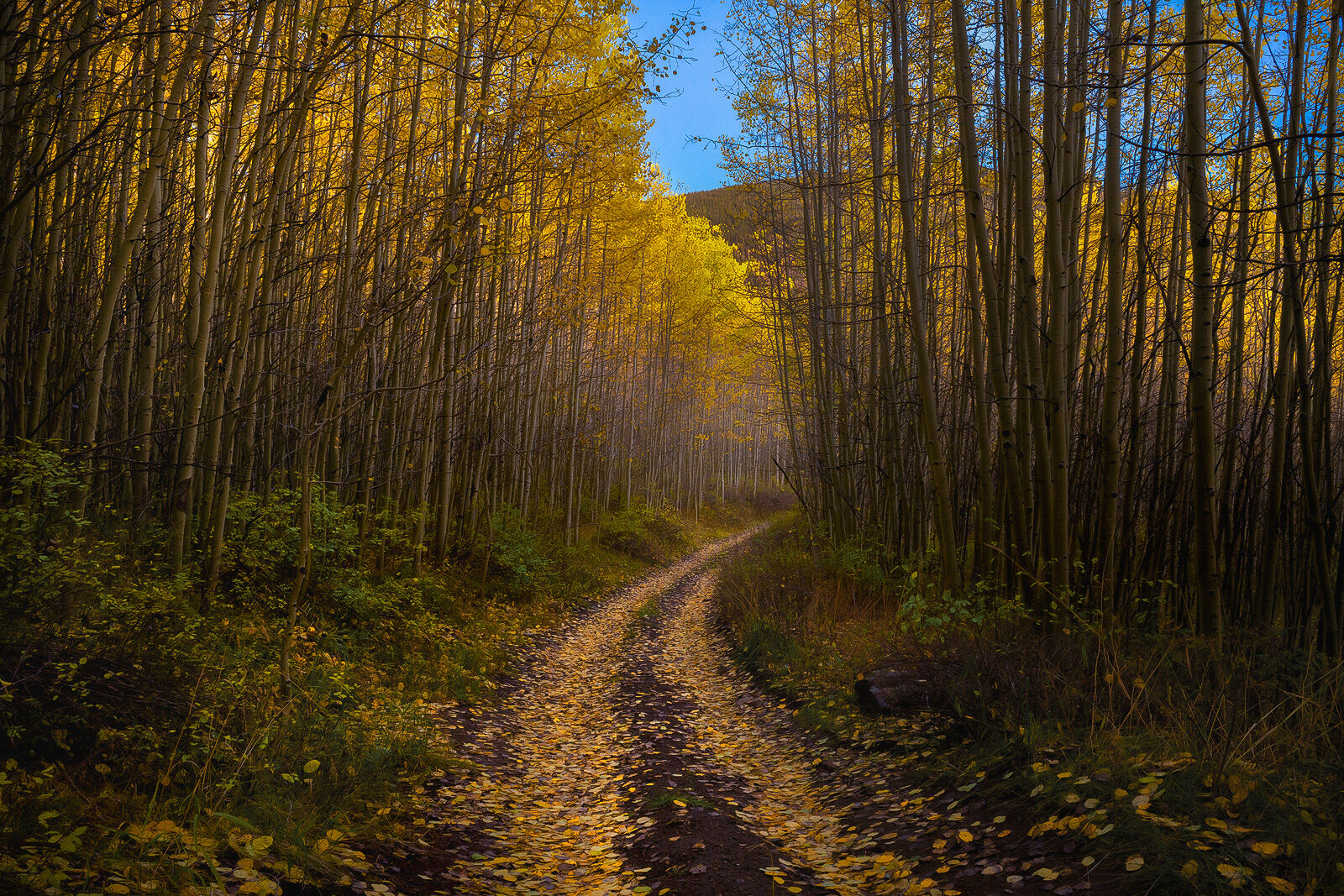 Two track dirt road with grass growing up the middle of it curves into the aspen grove with many white-trunked aspens topped with vibrant yellow leaves and leav