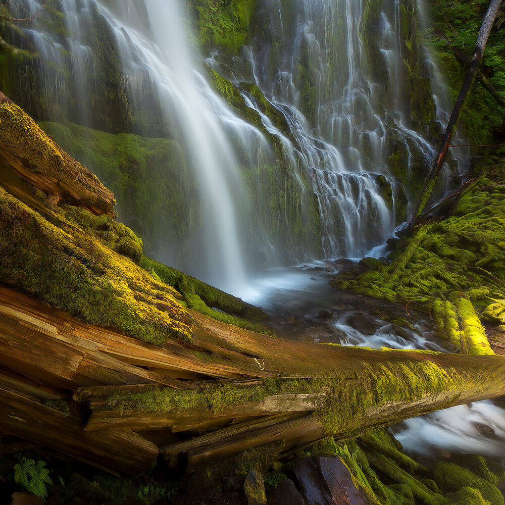 Water falls down the cliff making many little waterfalls in this mossy, green forest with a broken log opening the bottom of the frame. 