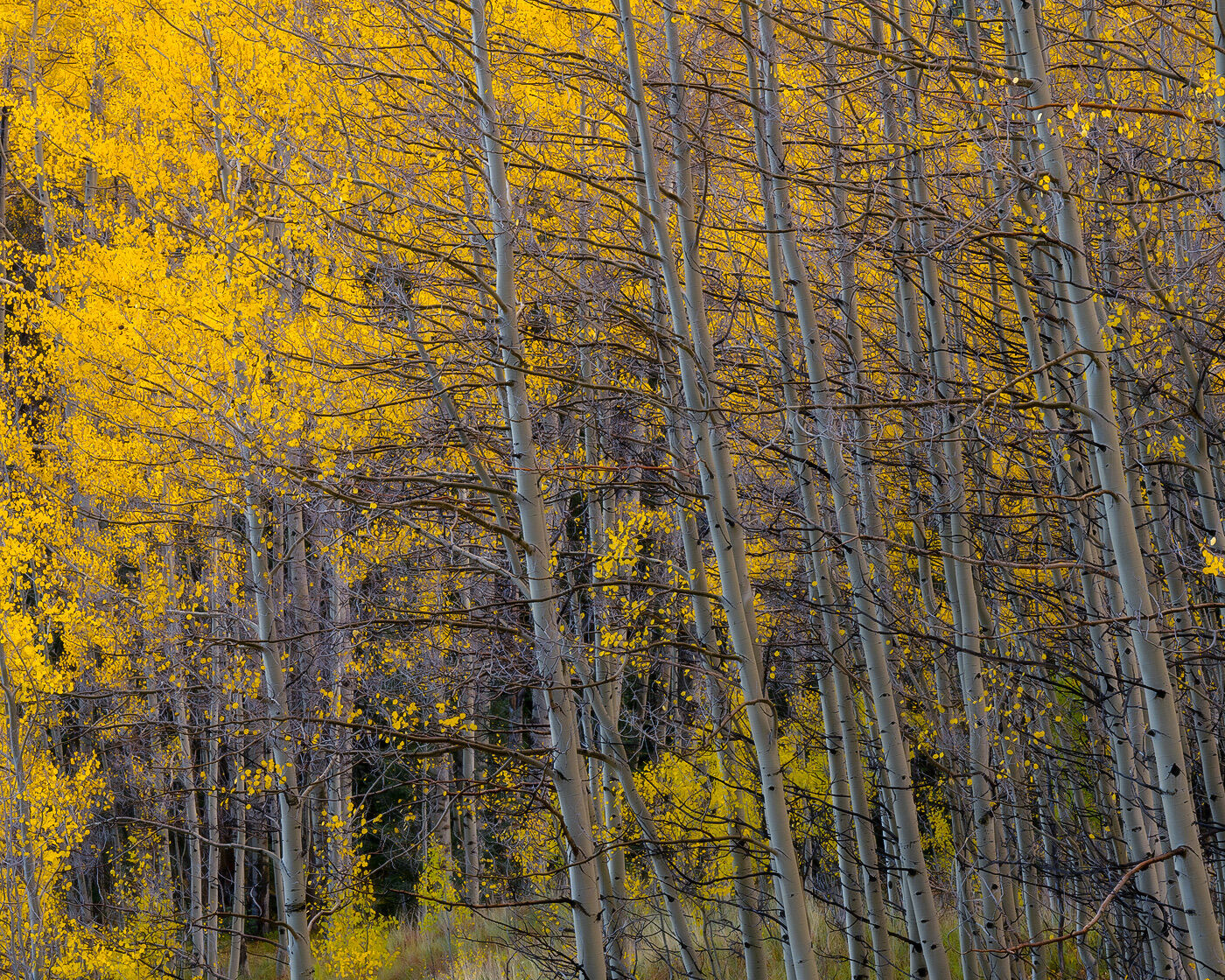 A grove of aspen trees grow at a slant with white trunks and yellow leaves on the aspen trees creating a vibrant background.